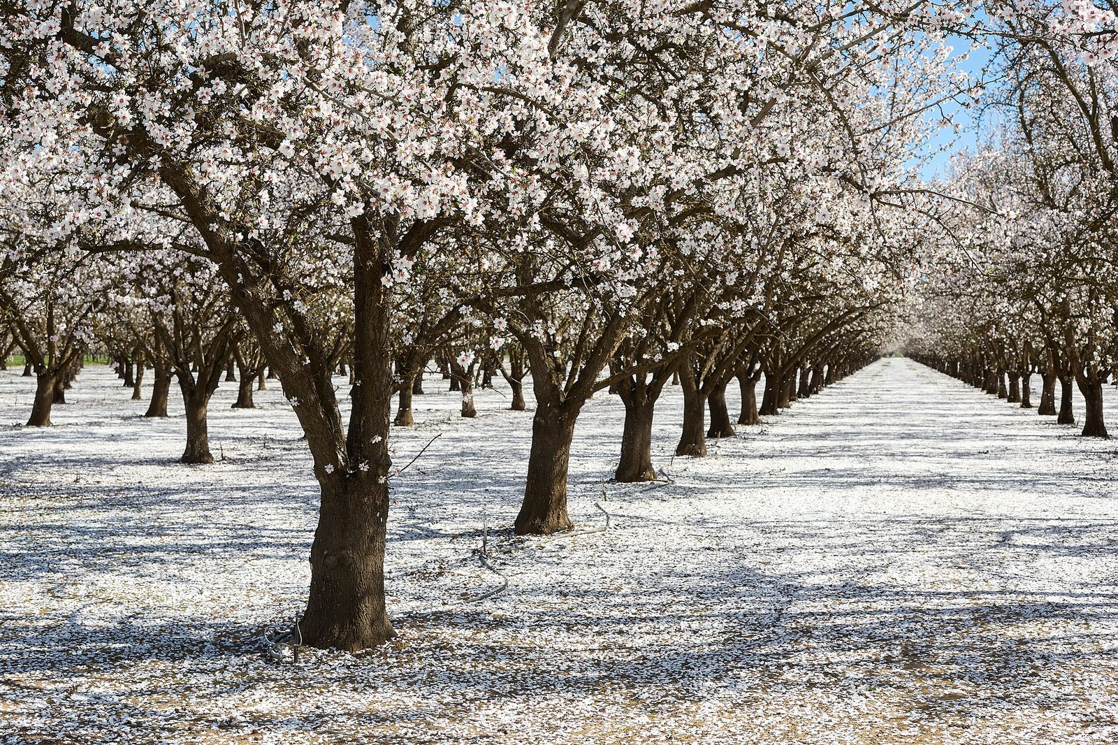 Amandiers en fleurs dans la campagne de l'Ogliastra, Sardaigne